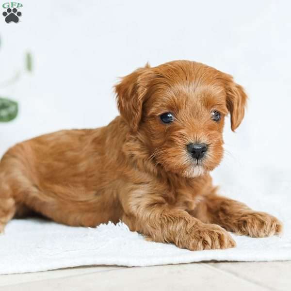 Marc, Cavapoo Puppy